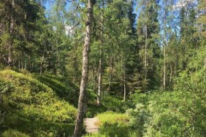 Rovaniemi Korouoma Canyon Hike and Barbecue Experience - The Guided Hike: 4–6 km, Moderate Fitness, and Real Weather