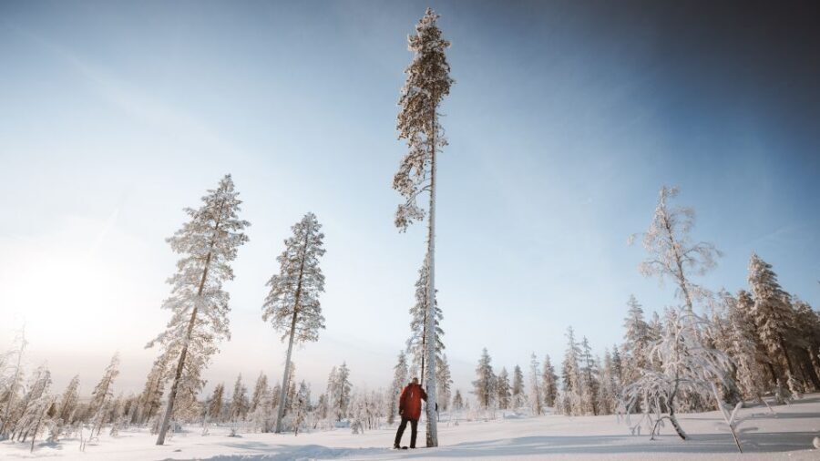 Rovaniemi: Lapland Ski Trekking Safari - Warm clothing, real exertion, and how hard it feels