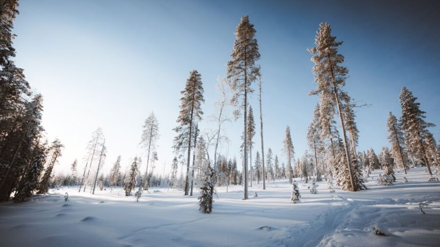 Rovaniemi: Lapland Ski Trekking Safari - Price and value: what $128 buys you for 4 hours