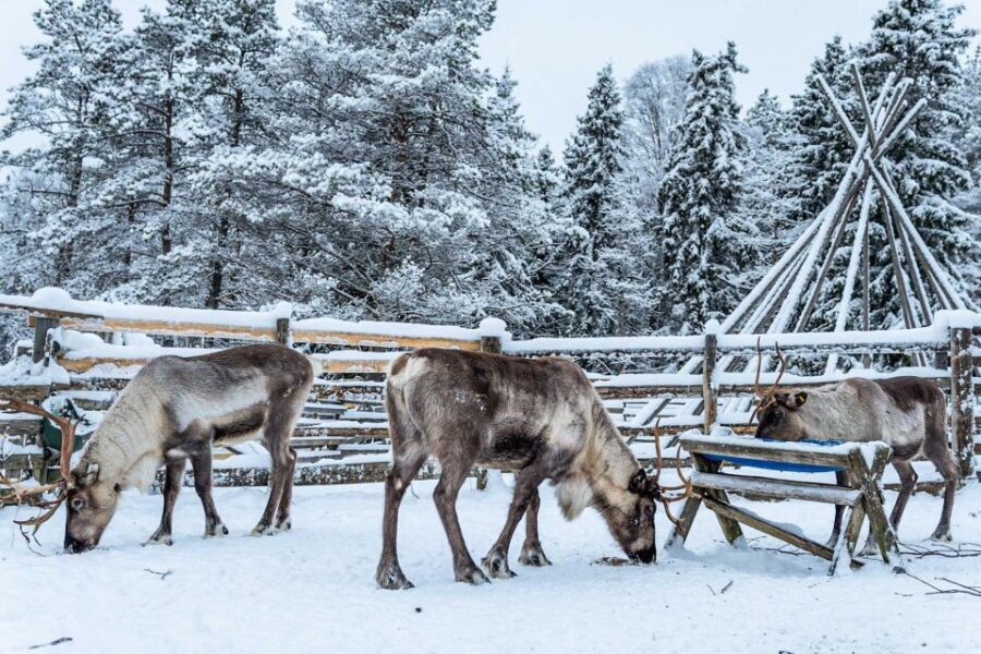 Rovaniemi: Local Reindeer Farm Visit with Sleigh Ride - Key highlights you’ll actually feel