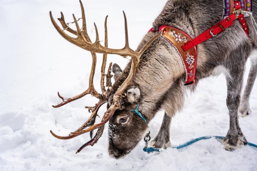 Rovaniemi: Local Reindeer Farm Visit with Sleigh Ride - Why this reindeer farm tour feels different from a drive-by