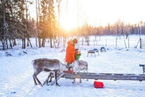 Rovaniemi: Local Reindeer Farm Visit with Sleigh Ride - Pickup and transport around Rovaniemi: smoother than you expect