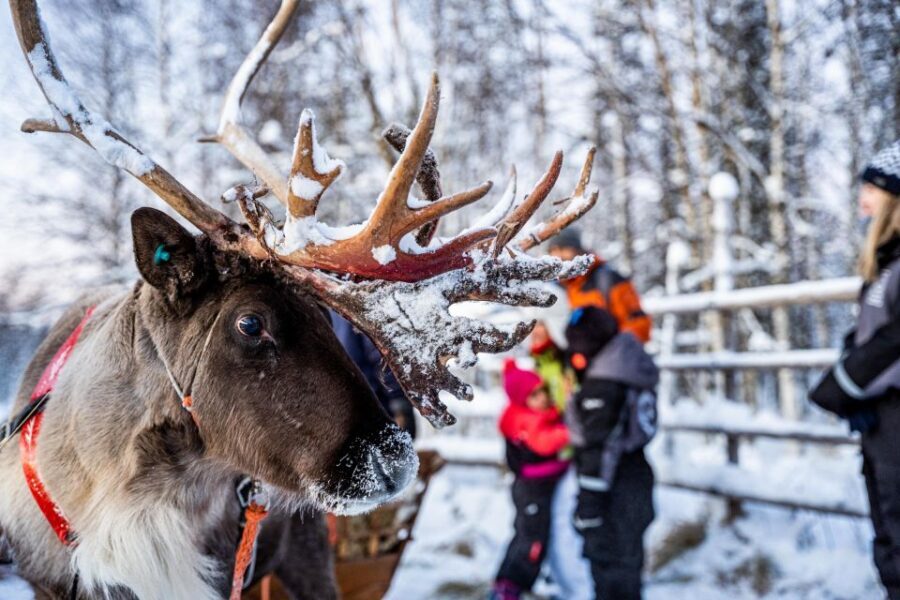 Rovaniemi: Local Reindeer Farm Visit with Sleigh Ride - The kota hut break: warmth, snacks, and a slower pace