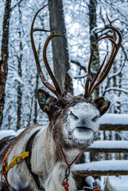 Rovaniemi: Local Reindeer Farm Visit with Sleigh Ride - The 2-kilometer sleigh ride: the main event in the snow