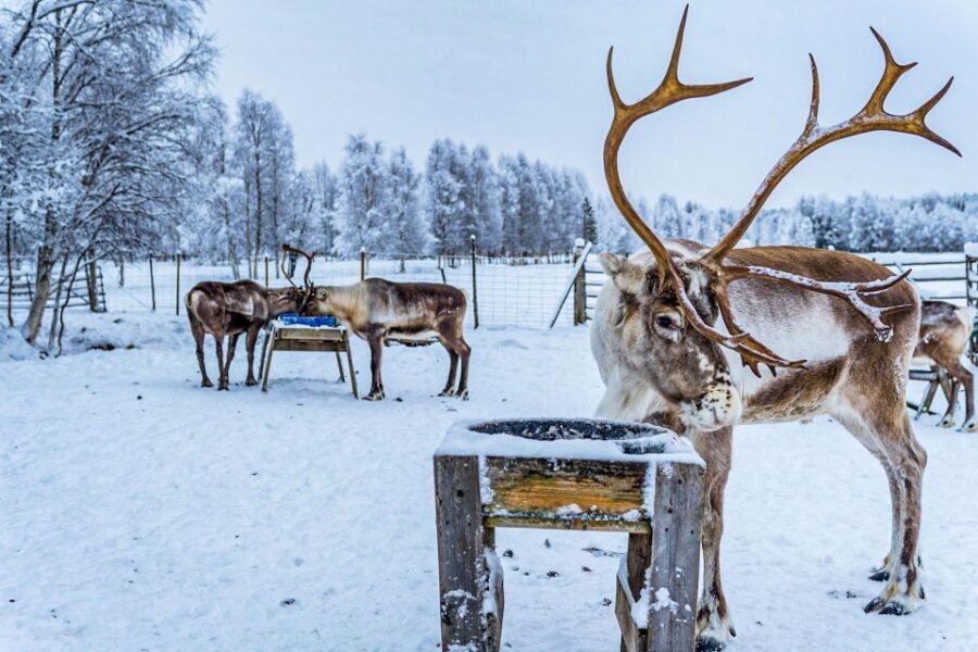 Rovaniemi: Local Reindeer Farm Visit with Sleigh Ride - Who should book this reindeer farm visit