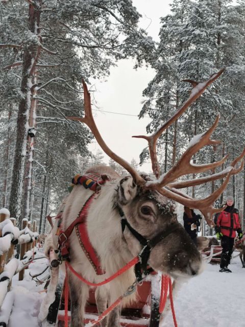 Rovaniemi: Meet Santa Claus, Reindeer Sleigh Ride & Huskies - Price and value: why $258 can feel fair or not