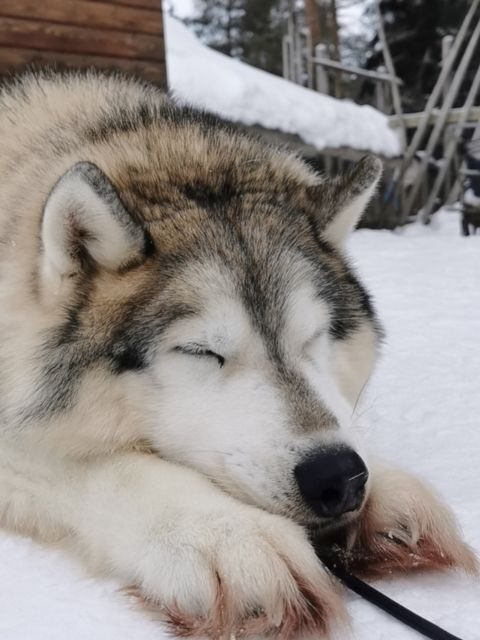 Rovaniemi: Meet Santa Claus, Reindeer Sleigh Ride & Huskies - Who this tour suits best (and who might want a different plan)
