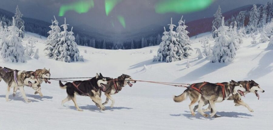 Rovaniemi: Northern Lights and Husky Sleigh Ride - Where This Evening Starts in Rovaniemi (and Why Pickup Matters)
