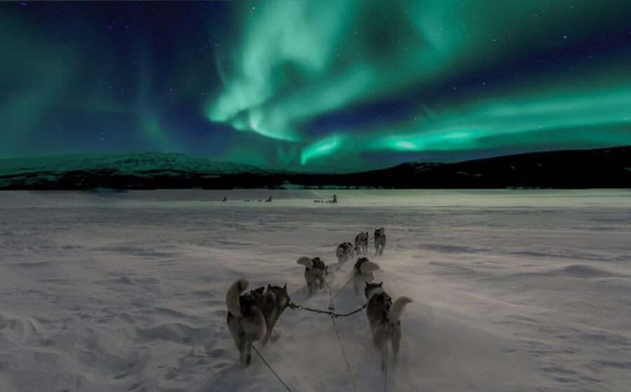 Rovaniemi: Northern Lights and Husky Sleigh Ride - The Husky Sleigh Ride: 5 Kilometers of Snow Power