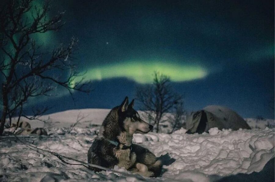 Rovaniemi: Northern Lights and Husky Sleigh Ride - Northern Lights Hunt by Car: The Forest or Lakeside Waiting Game