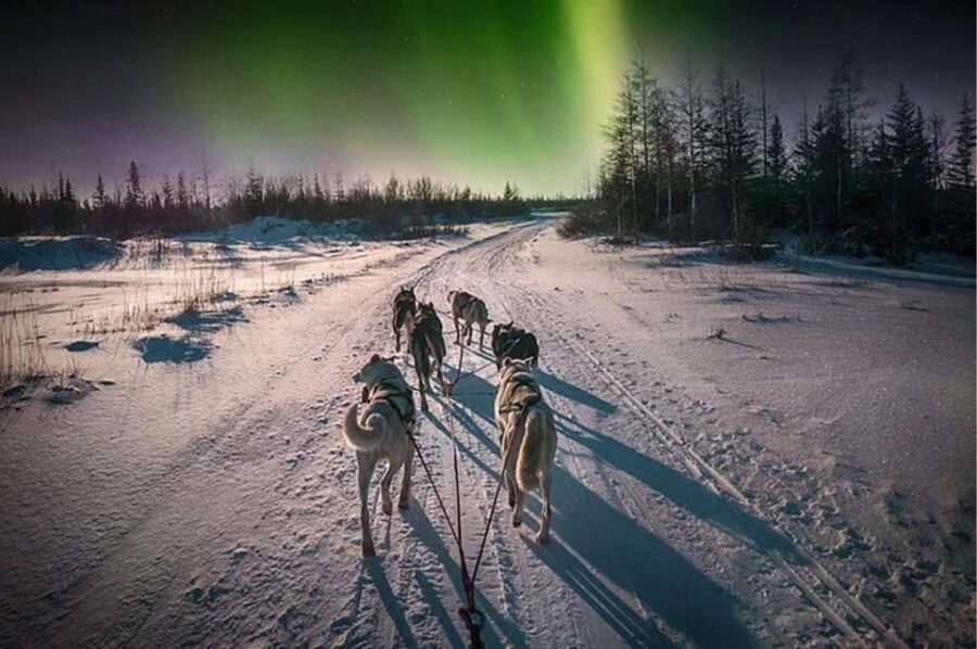 Rovaniemi: Northern Lights and Husky Sleigh Ride - Should You Book This Husky and Northern Lights Evening?