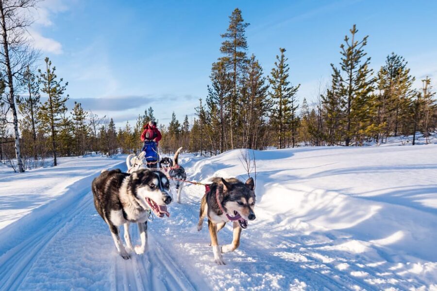 Rovaniemi: One Hour Husky Experience - Pickup and Timing: The Part That Can Make or Break Your Morning