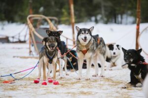 Rovaniemi: One Hour Husky Experience - At the Husky Farm: Dogs, Safety Briefing, and Photo Time