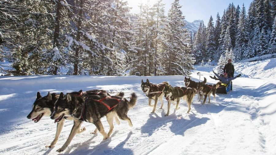 Rovaniemi: One Hour Husky Experience - Price and Value: Is $117 Fair for a Short Ride?