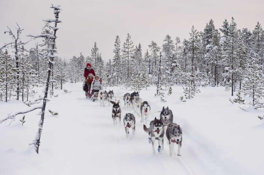 Rovaniemi: One Hour Husky Experience - Winter Clothing Reality Check