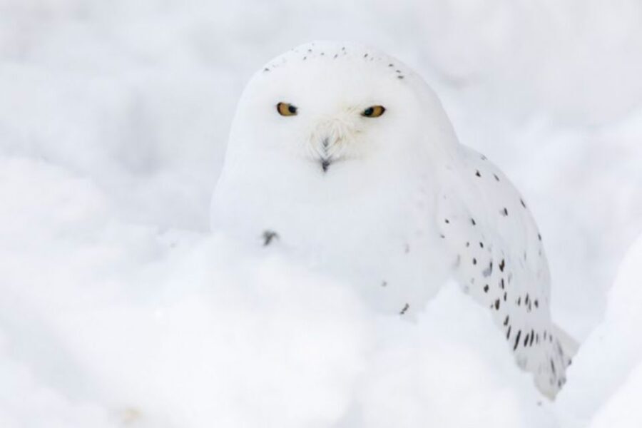 Rovaniemi: Ranua Zoo Entry Ticket w/ Walking Tour and Lunch - Key Points at a Glance