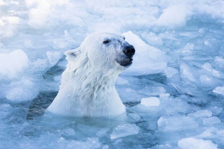 Rovaniemi: Ranua Zoo Entry Ticket w/ Walking Tour and Lunch - Hotel Pickup in Rovaniemi: Fewer Headaches, More Animal Time