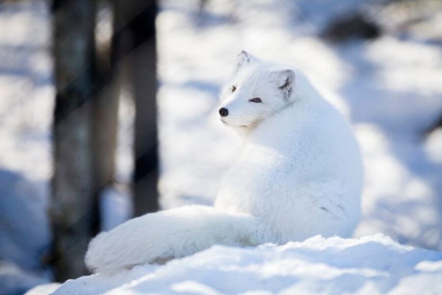 Rovaniemi: Ranua Zoo Entry Ticket w/ Walking Tour and Lunch - The Zoo Plan: Orientation, Then About 1.5 Hours Free to Wander