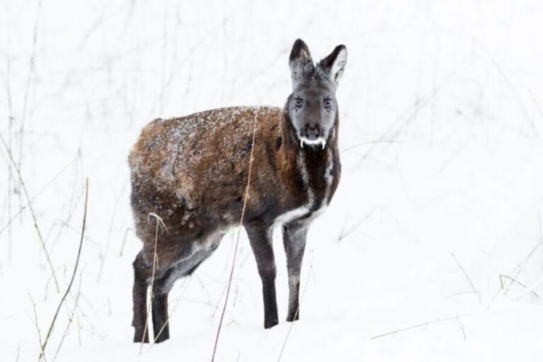 Rovaniemi: Ranua Zoo Entry Ticket w/ Walking Tour and Lunch - Why Ranua Zoo Feels Different From a Standard Zoo