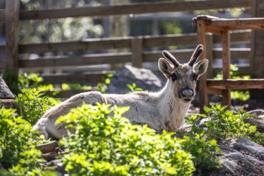 Rovaniemi: Ranua Zoo Entry Ticket w/ Walking Tour and Lunch - Price and Value: What You’re Really Paying For