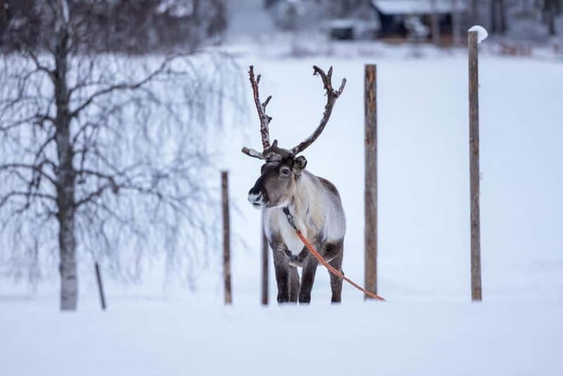 Rovaniemi: Reindeer Experience with Sleigh Ride - Key things that make this reindeer sleigh tour worth your time