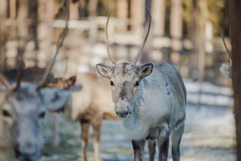 Rovaniemi: Reindeer Experience with Sleigh Ride - Where you meet in Rovaniemi, and how the day actually flows