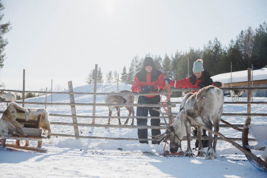 Rovaniemi: Reindeer Experience with Sleigh Ride - Guide and herder style: the difference between a ride and a story