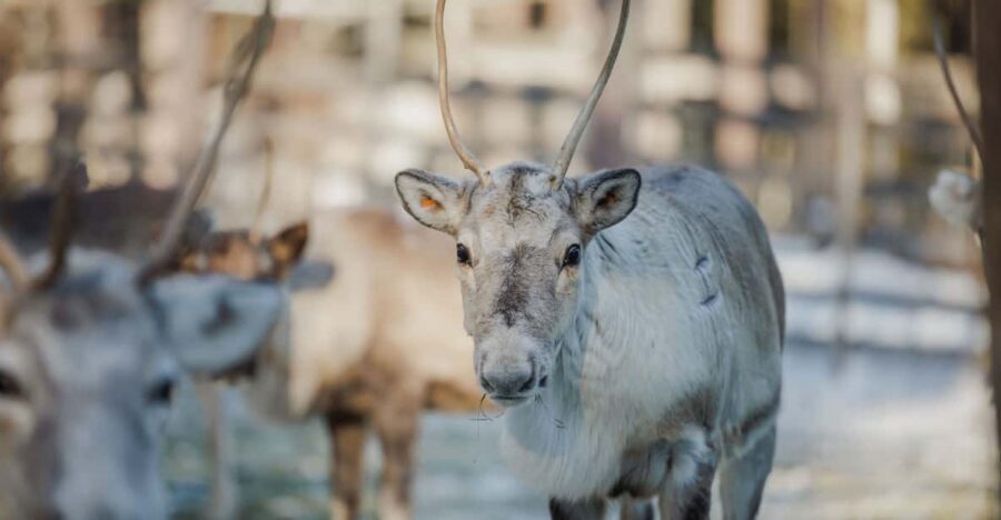 Rovaniemi: Reindeer Experience with Sleigh Ride - Price and value: is $99 a fair deal for what you get?