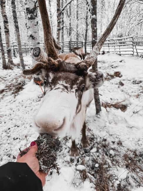 Rovaniemi: Reindeer Experience with Sleigh Ride - Reindeer Manor: meeting the herd and learning how herding works