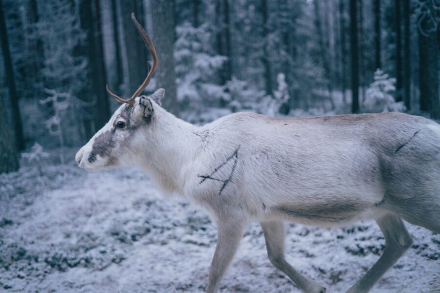 Rovaniemi: Reindeer Farm Visit with Photographer - The Guided Farm Tour: Feeding, Learning, and Real Interaction