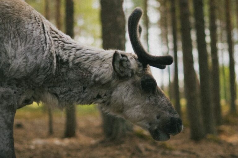 Rovaniemi: Reindeer Farm Visit with Photographer - The Van Ride Part: Not Wasted Time