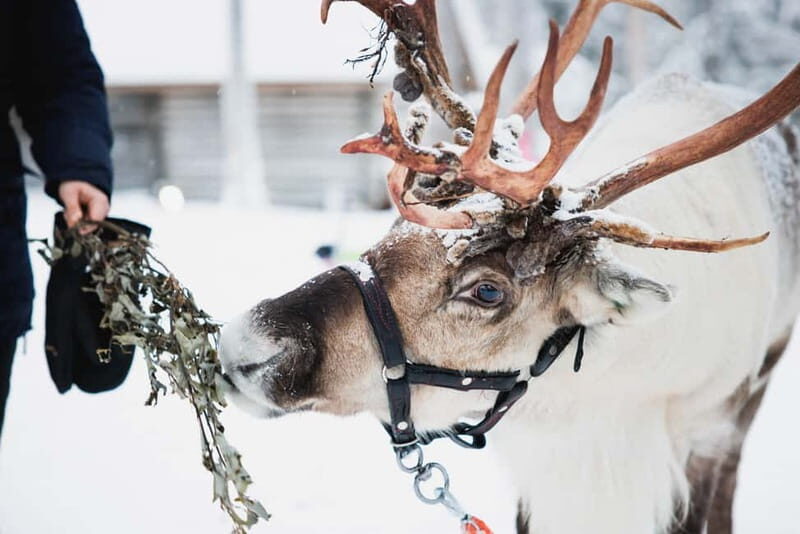Rovaniemi: Reindeer, Huskies & Santa Claus Village - Key highlights you’ll actually feel
