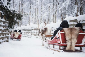 Rovaniemi: Reindeer, Huskies & Santa Claus Village - Reindeer Farm in the Real Arctic: The 500m Ride and the Driver’s License