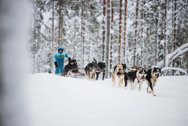 Rovaniemi: Reindeer, Huskies & Santa Claus Village - Santa Claus Village: Arctic Circle Crossing, Santa’s Meet, and Explore Time