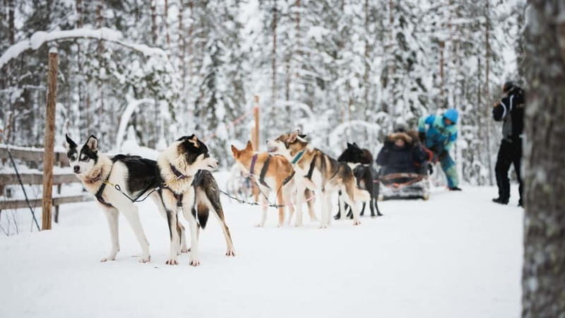 Rovaniemi: Reindeer, Huskies & Santa Claus Village - Who This Tour Fits Best (and Who Might Prefer Something Else)