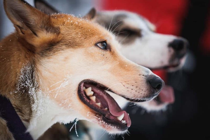 Rovaniemi: Reindeer, Huskies & Santa Claus Village - Should You Book This Rovaniemi Reindeer, Huskies & Santa Day?