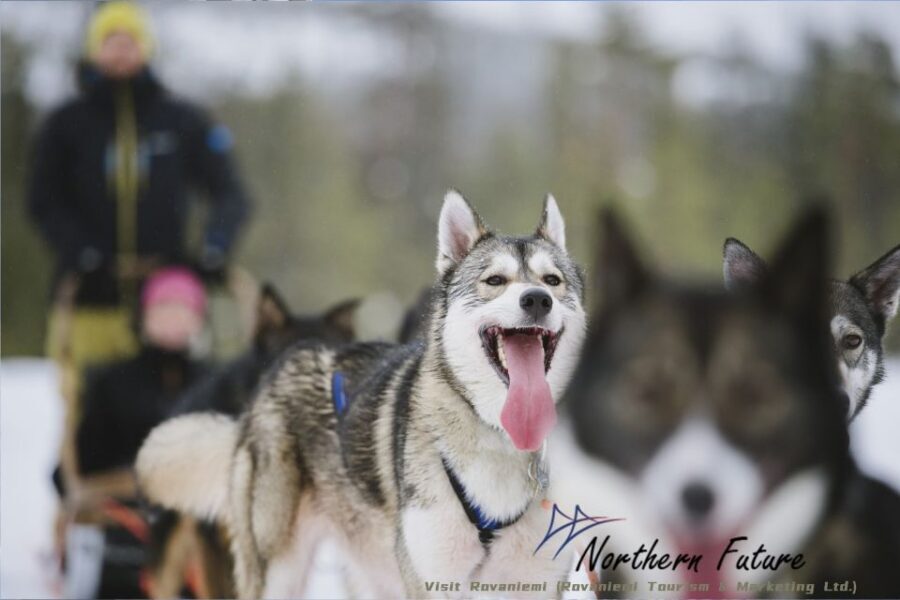 Rovaniemi: Reindeer, Huskies, Santa's Pets & Aurora Hunt - Key things that make this tour work