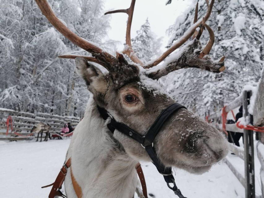 Rovaniemi: Reindeer, Huskies, Santa's Pets & Aurora Hunt - Santa Claus Village: your morning base camp for Arctic Circle magic