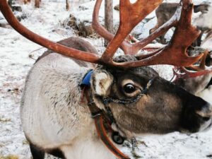 Rovaniemi: Reindeer, Huskies, Santa's Pets & Aurora Hunt - Reindeer to huskies: what the 400m and 500m rides really mean