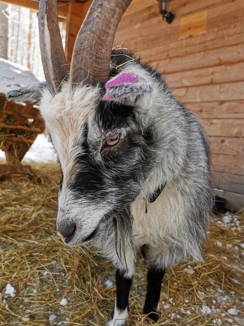 Rovaniemi: Reindeer, Huskies, Santa's Pets & Aurora Hunt - The break after morning: how to use the Santa village window well