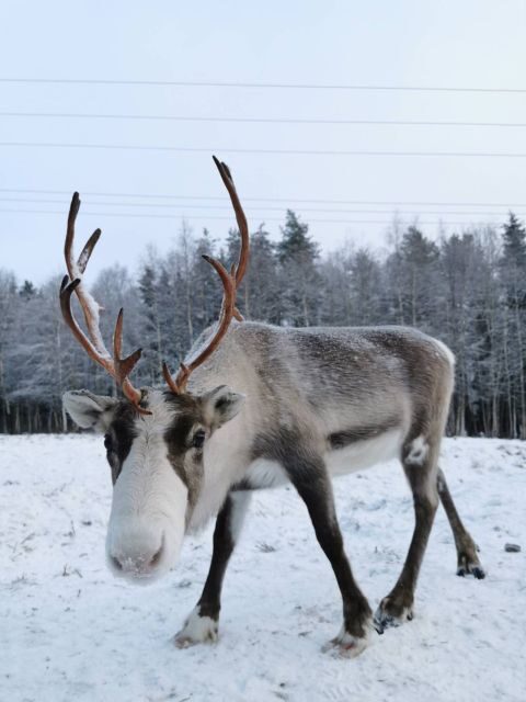 Rovaniemi: Reindeer, Huskies, Santa's Pets & Aurora Hunt - Who this tour is best for, and who should skip it
