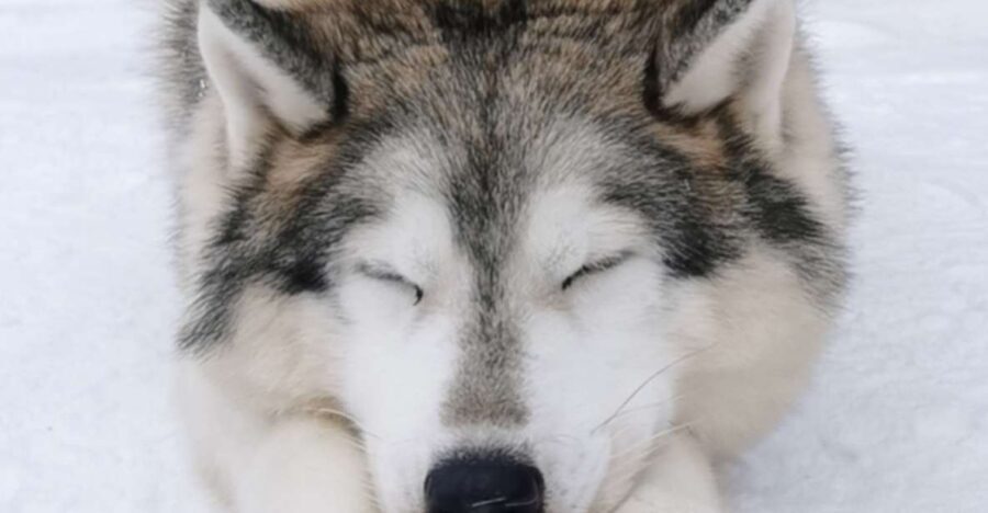 Rovaniemi: Reindeer, Huskies, Santa's Pets & Aurora Hunt - Should you book this Rovaniemi reindeer, huskies, Santa pets, and aurora hunt?