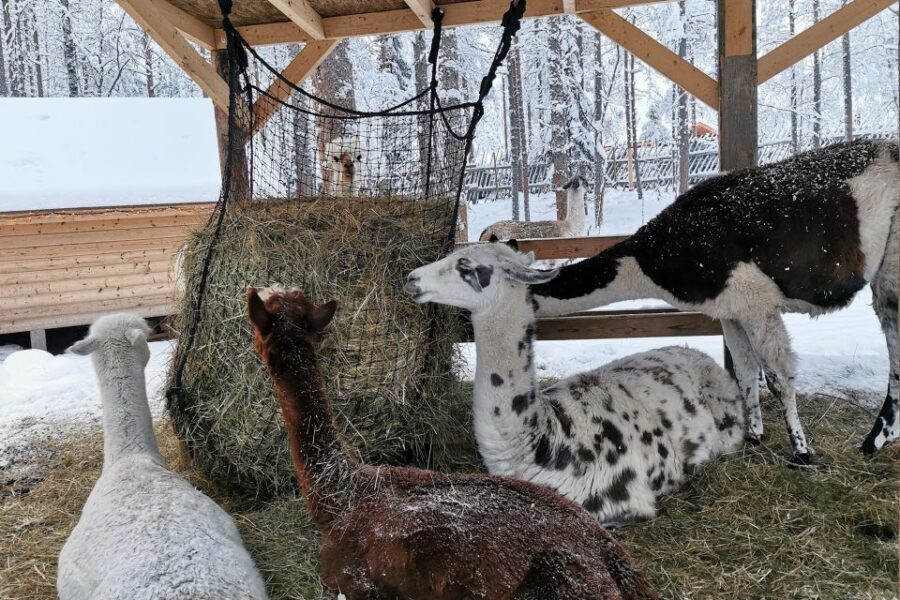 Rovaniemi: Reindeer, Huskies, Santa's Pets & Aurora Hunt - FAQ