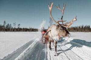 Rovaniemi: Reindeer Sleigh Ride with Hot Drink and Cookies - The 2.5-hour plan: pickup, sled time, and kota fire talk