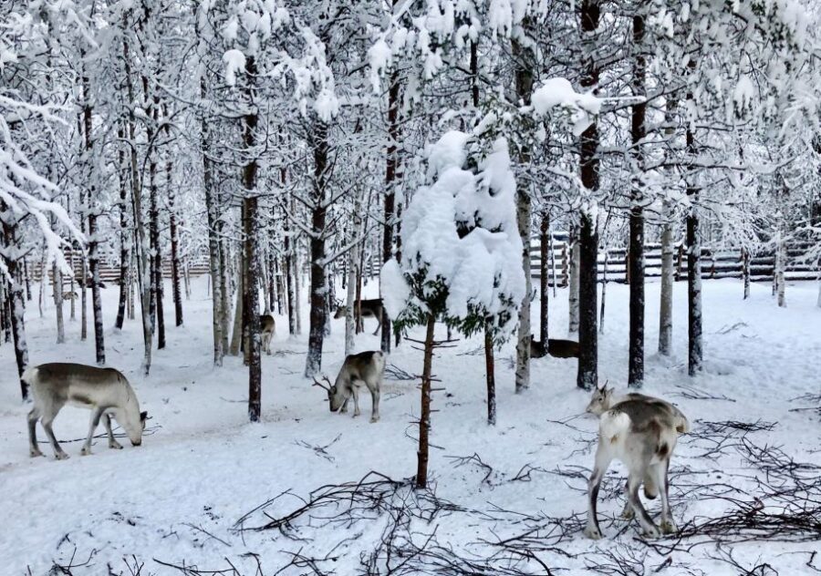 Rovaniemi: Reindeer Sleigh Ride with Hot Drink and Cookies - The 1.5km forest ride: what it feels like in real winter