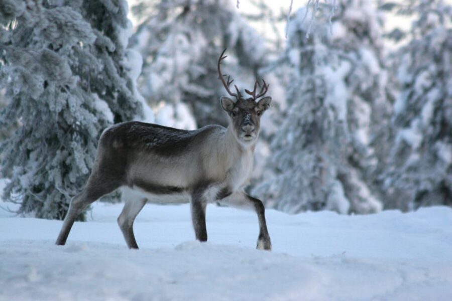 Rovaniemi: Reindeer Sleigh Ride with Hot Drink and Cookies - What to wear: snow boots matter more than you think