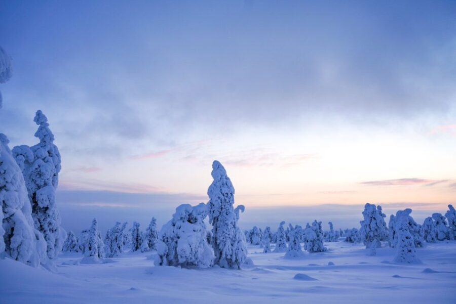 Rovaniemi: Riisitunturi National Park Day Trip with Lunch - Key Highlights Worth Your Time