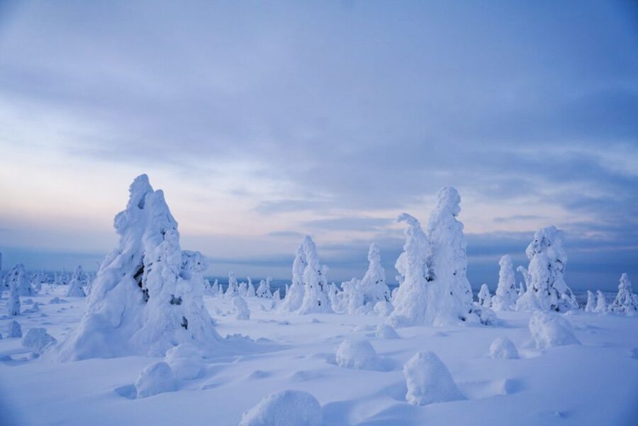 Rovaniemi: Riisitunturi National Park Day Trip with Lunch - Why Riisitunturi’s Snow Trees Look Unreal