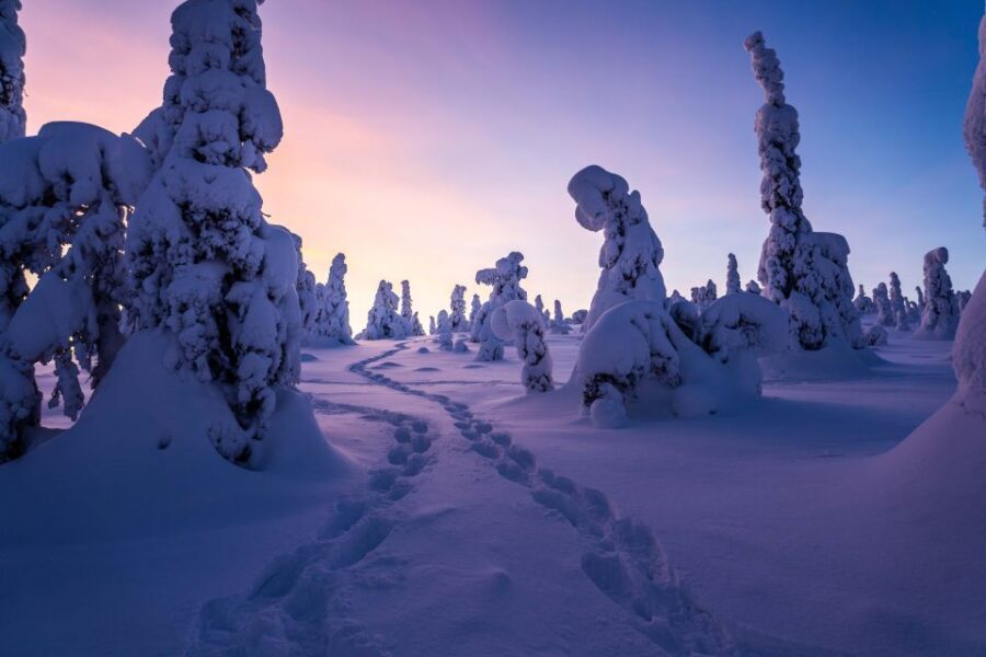 Rovaniemi: Riisitunturi National Park with Pro Photos & BBQ - Inside the park: the 4 km hike, photo stops, and how the ascent changes the views