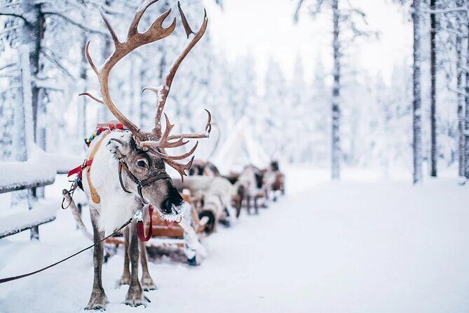 Rovaniemi Santa Claus Village Husky Reindeer Farm Arctic Museum - Stop 1: Ounasvaara Winter Trail for Views First